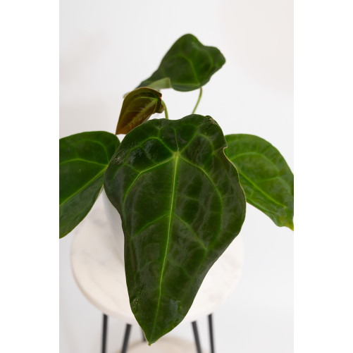 Anthurium forgetii DF x besseae aff