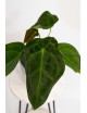 Anthurium forgetii DF x besseae aff