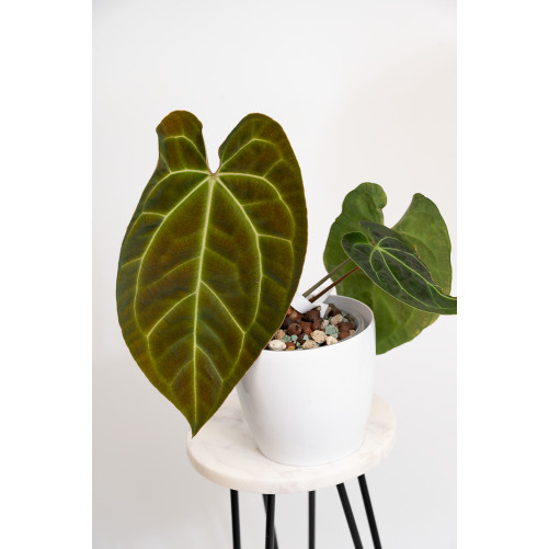 Anthurium crystallinum x...