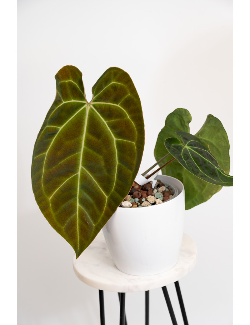 Anthurium crystallinum x besseae aff (Crystal Sky)