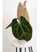 Anthurium crystallinum x besseae aff (Crystal Sky)