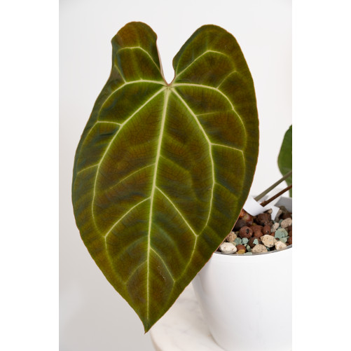 Anthurium crystallinum x besseae aff (Crystal Sky)