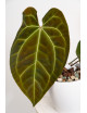 Anthurium crystallinum x besseae aff (Crystal Sky)