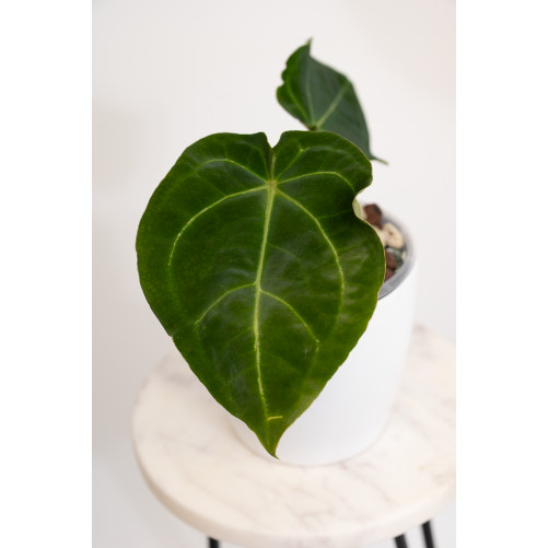 Anthurium forgetii x...