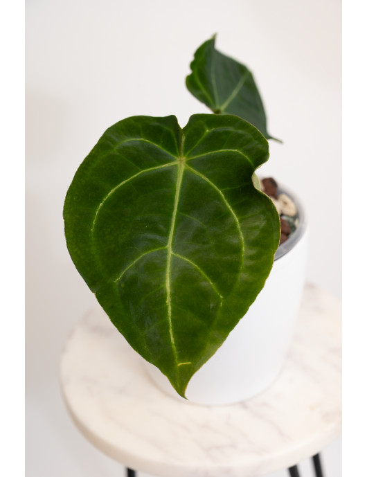 Anthurium forgetii x (dressleri x crystallinum)