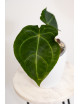 Anthurium forgetii x (dressleri x crystallinum)