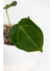 Anthurium forgetii x (dressleri x crystallinum)