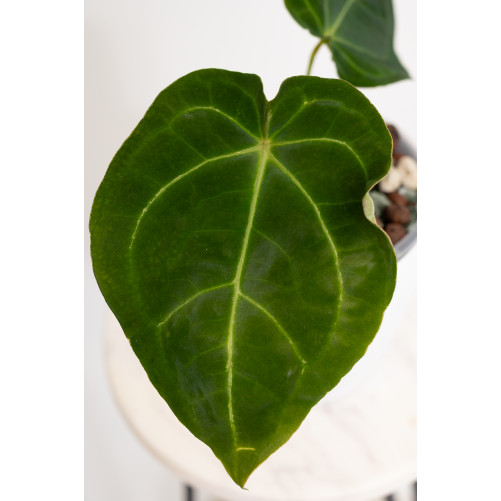 Anthurium forgetii x (dressleri x crystallinum)
