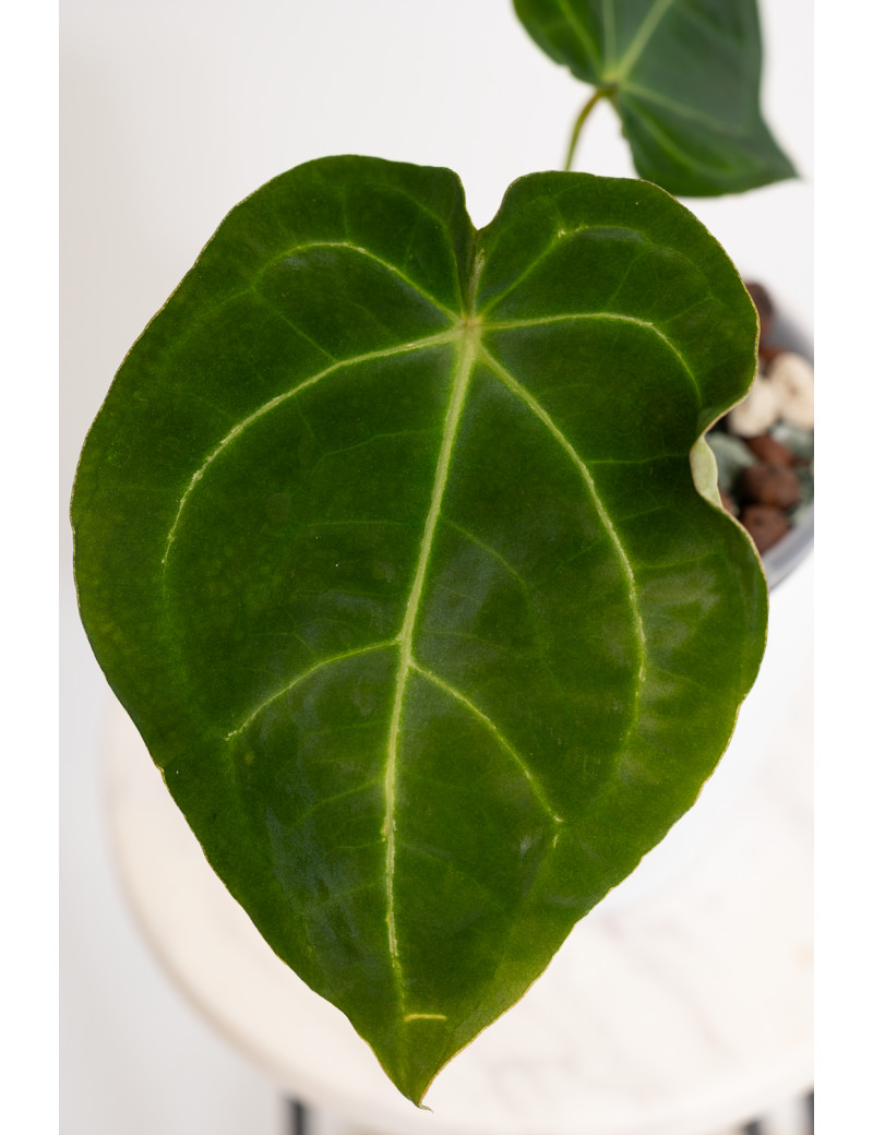Anthurium forgetii x (dressleri x crystallinum)