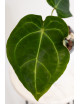 Anthurium forgetii x (dressleri x crystallinum)