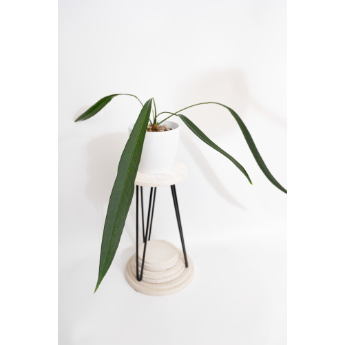 Anthurium pallidiflorum...