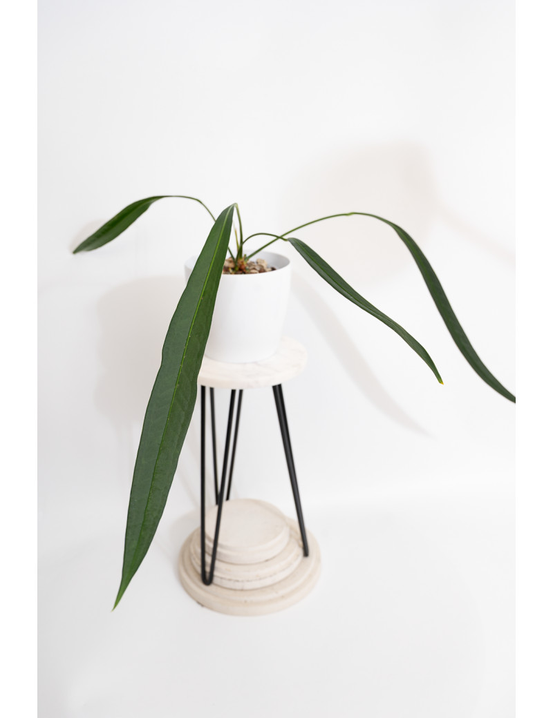 Anthurium pallidiflorum Guazhalan
