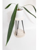Anthurium pallidiflorum Guazhalan