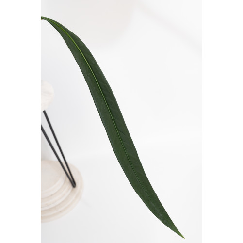 Anthurium pallidiflorum Guazhalan