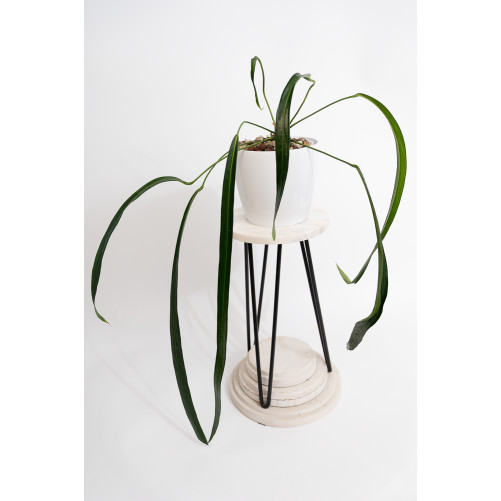 Anthurium friedrichsthalii