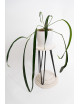 Anthurium friedrichsthalii