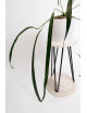 Anthurium friedrichsthalii