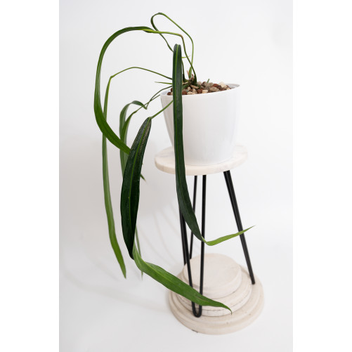 Anthurium friedrichsthalii