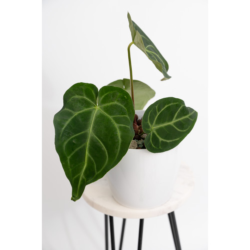 Anthurium magnificum dark form