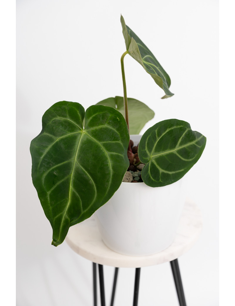 Anthurium magnificum dark form
