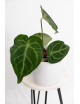 Anthurium magnificum dark form