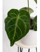 Anthurium magnificum dark form