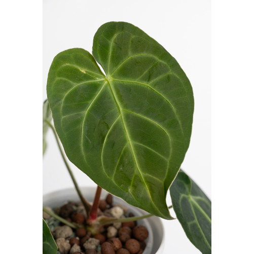 Anthurium magnificum dark form