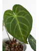 Anthurium magnificum dark form