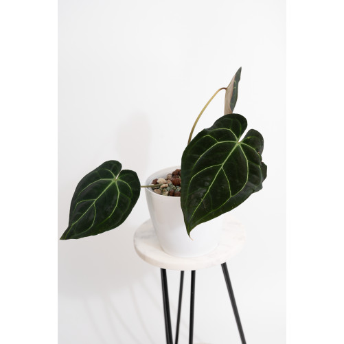 Anthurium besseae aff