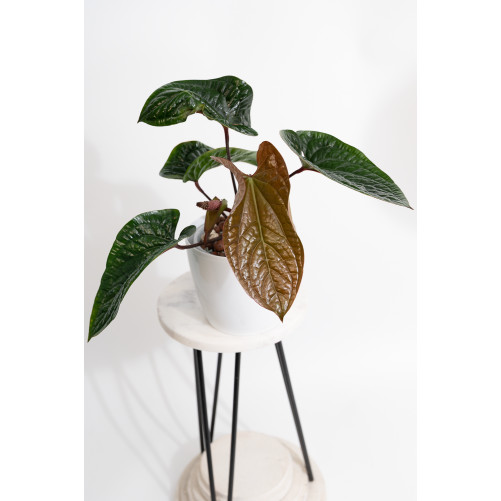 Anthurium radicans x luxurians
