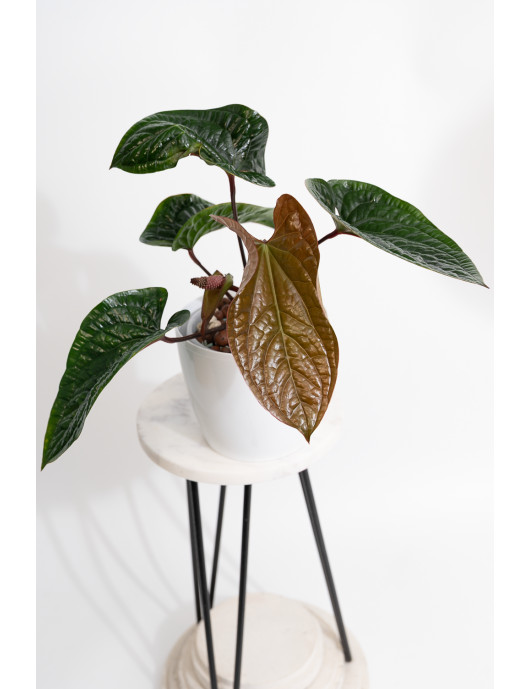 Anthurium radicans x luxurians