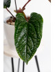 Anthurium radicans x luxurians