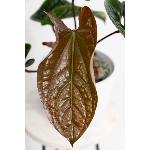 Anthurium radicans x luxurians