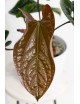 Anthurium radicans x luxurians