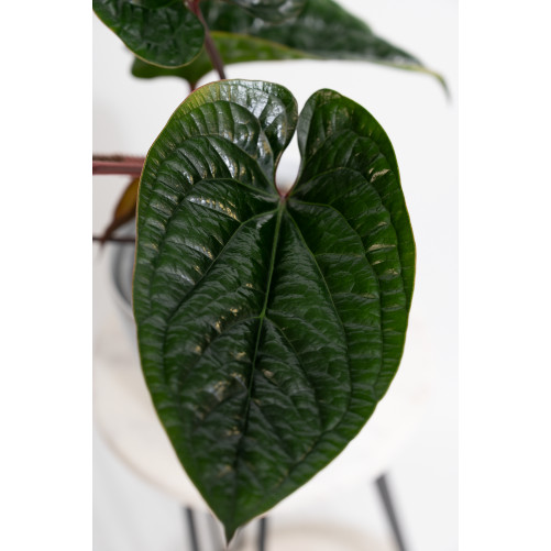 Anthurium radicans x luxurians