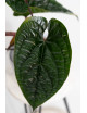 Anthurium radicans x luxurians