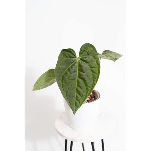 Anthurium regale x...