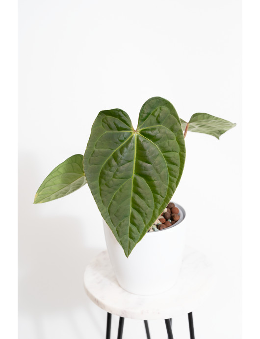 Anthurium regale x luxurians (Black Diamond IC)