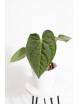 Anthurium regale x luxurians (Black Diamond IC)