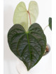 Anthurium regale x luxurians (Black Diamond IC)