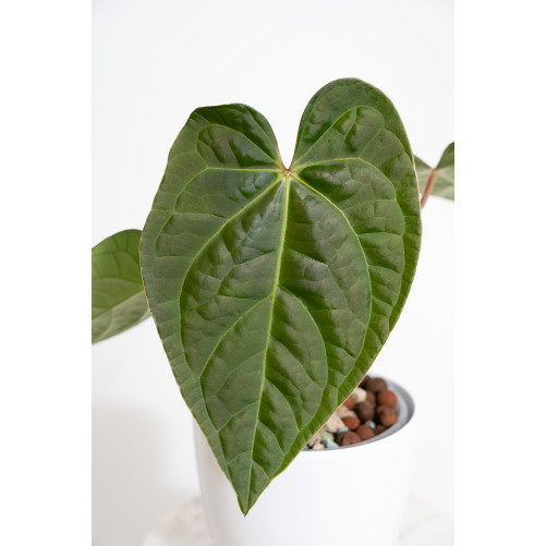 Anthurium regale x luxurians (Black Diamond IC)
