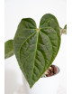 Anthurium regale x luxurians (Black Diamond IC)