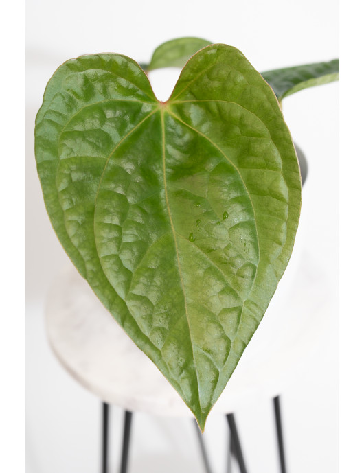 Anthurium David Portilla...