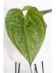 Anthurium David Portilla dreams Jolly IC