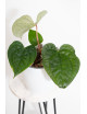 Anthurium David Portilla dreams Jolly IC