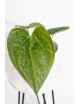 Anthurium David Portilla dreams Jolly IC