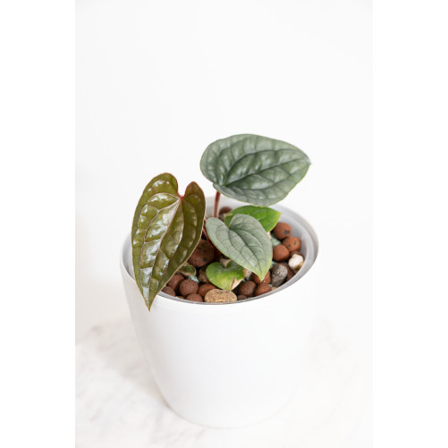Anthurium luxurians