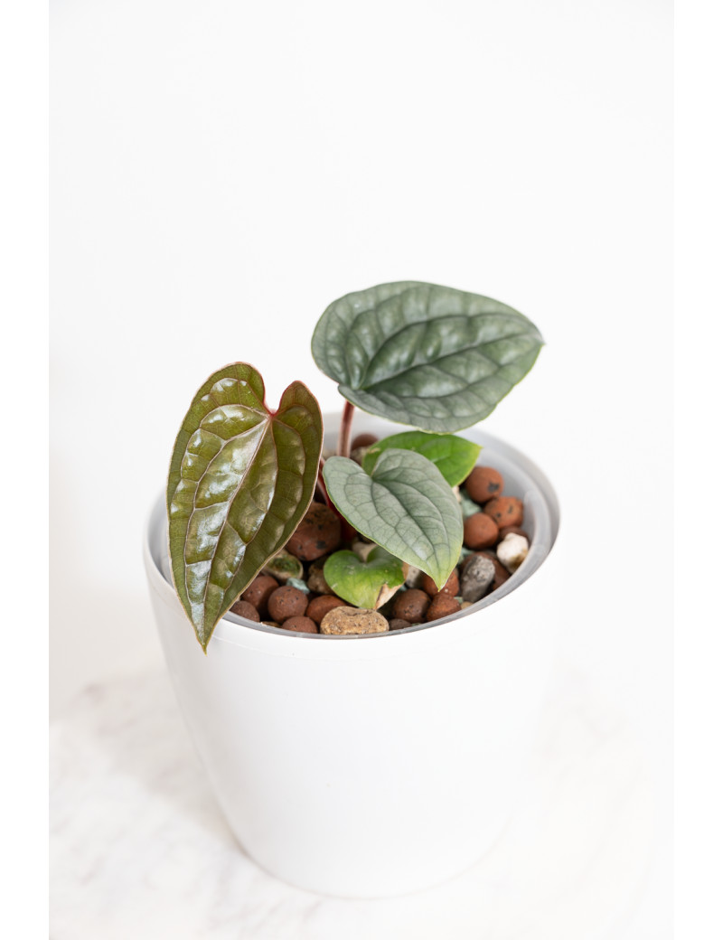 Anthurium luxurians