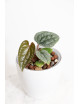 Anthurium luxurians