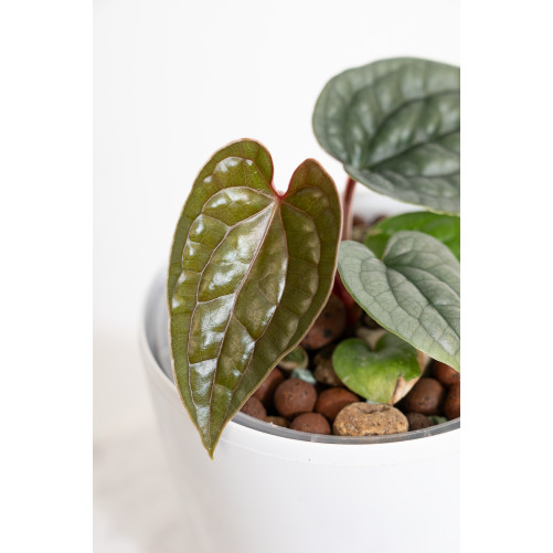 Anthurium luxurians